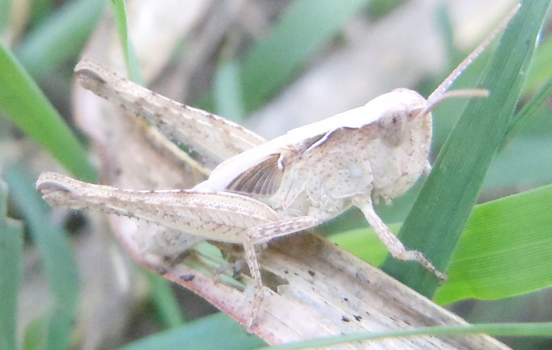 Acrididae